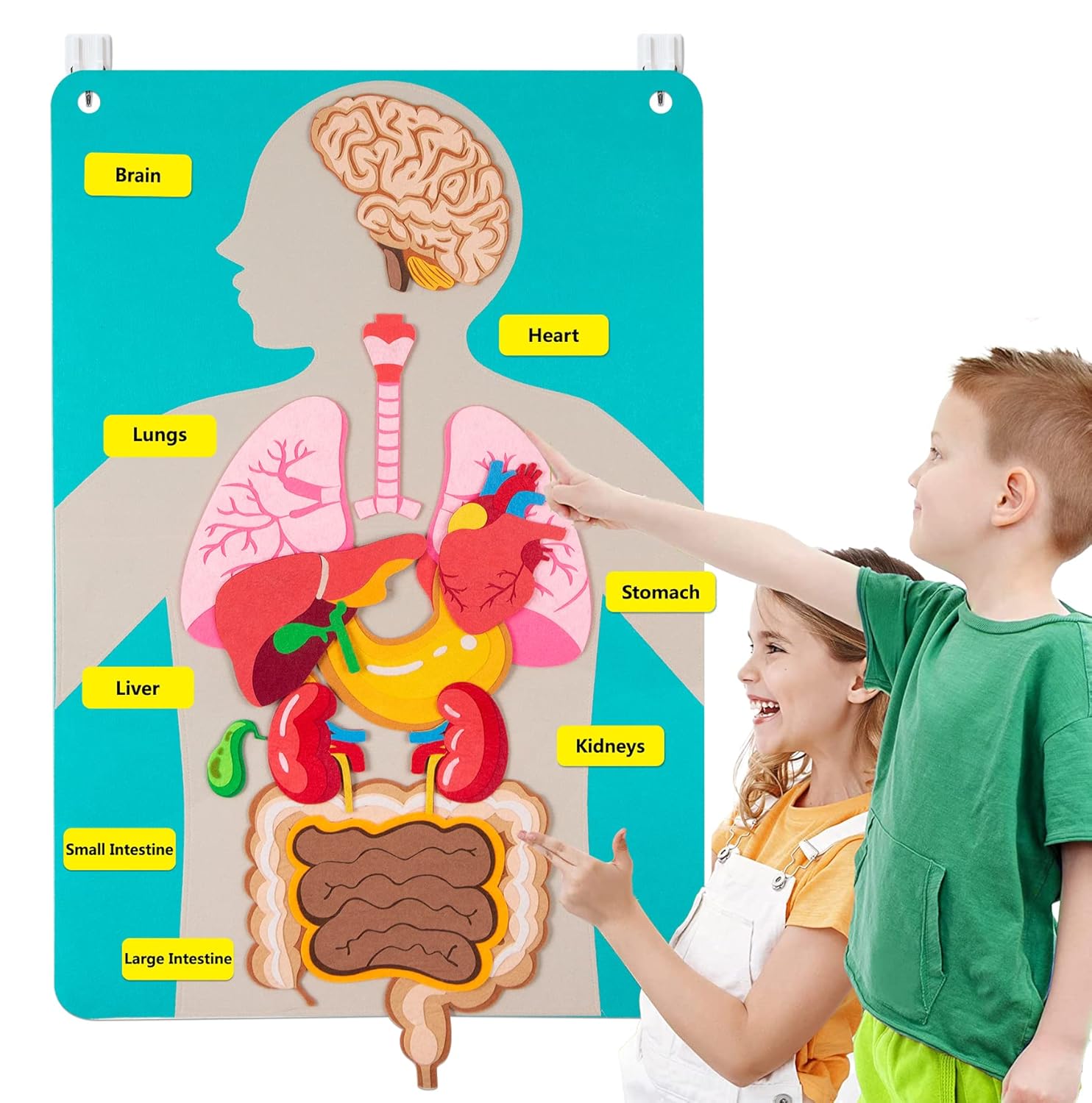 Kids Education Activities - Papan Gambar Bagian Tubuh Manusia untuk