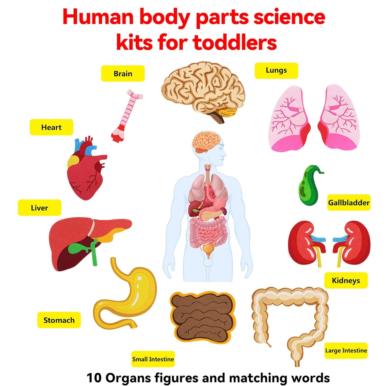 Papan Gambar Bagian Tubuh Manu - Kids Education Activities ulasan dan harga